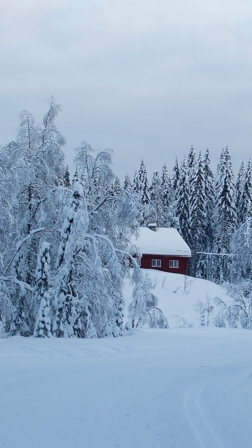 Dom wśród zasypanych śniegiem drzew