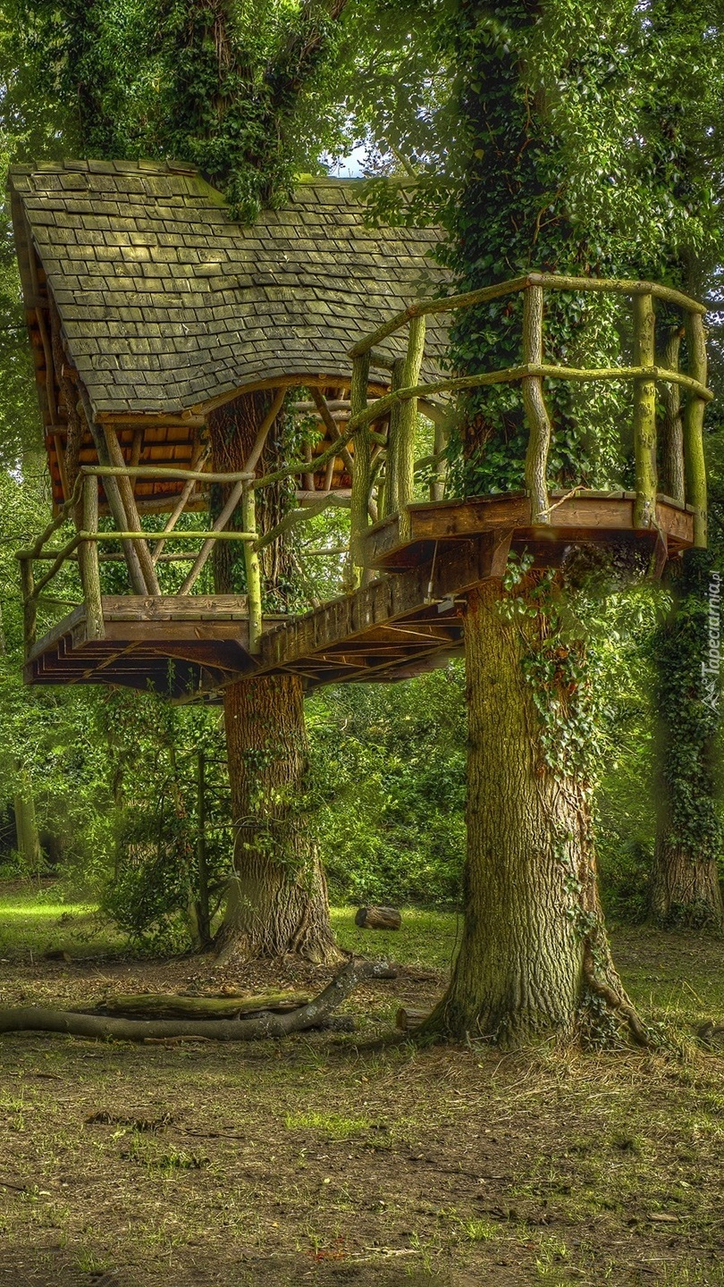 Domek na drzewach