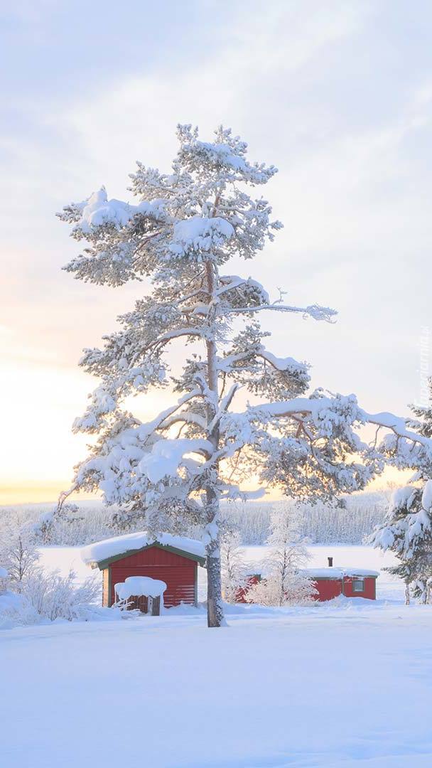 Domki w Laponii