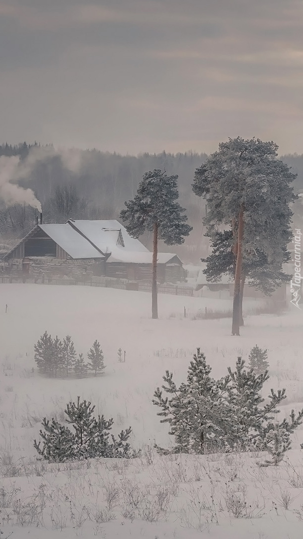 Domy i drzewa w śniegu