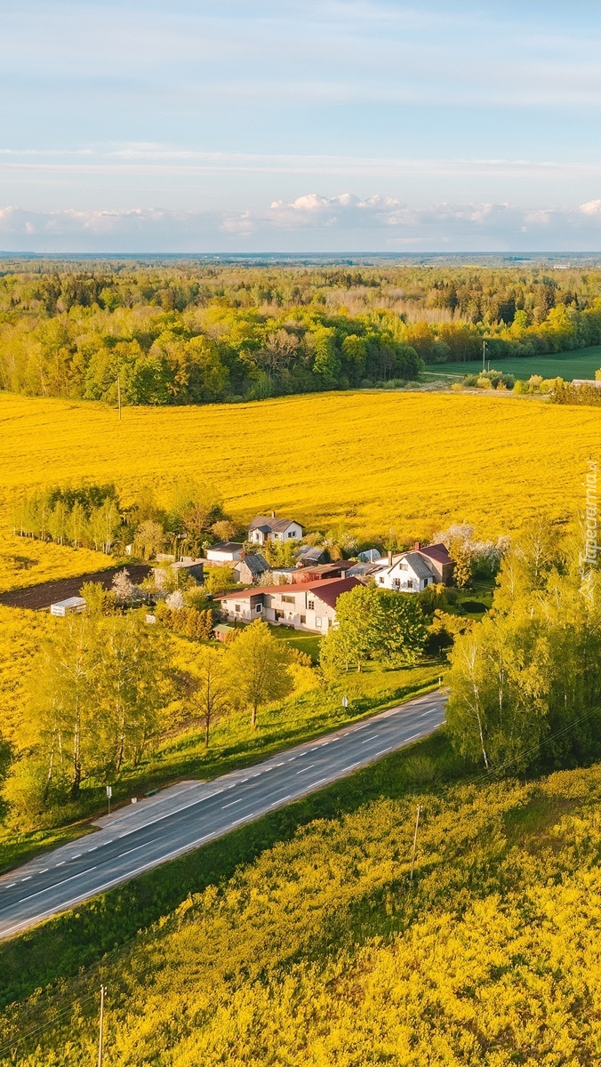 Domy na polach rzepaku