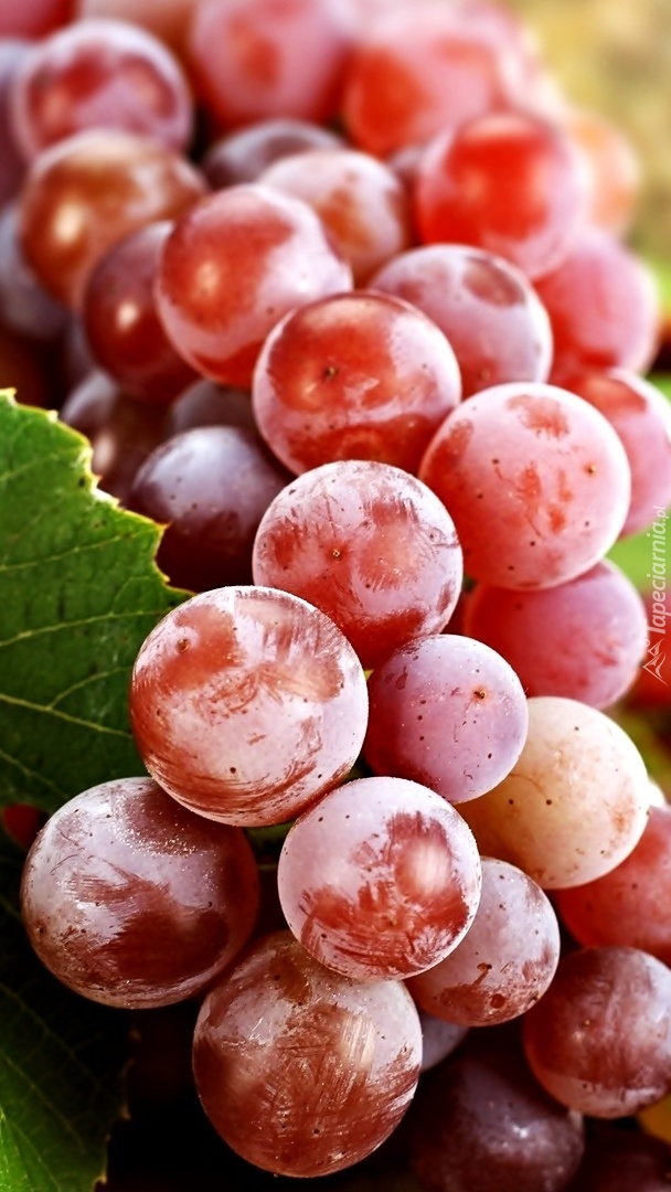 Dorodne winogrona
