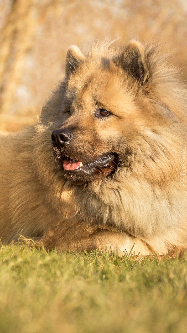 Dostojny szpic eurasier