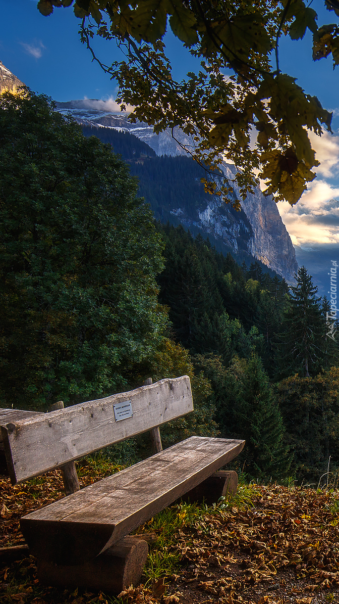 Drewniana ławka pod drzewem w górach
