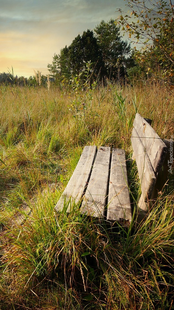 Drewniana ławka w wysokiej trawie