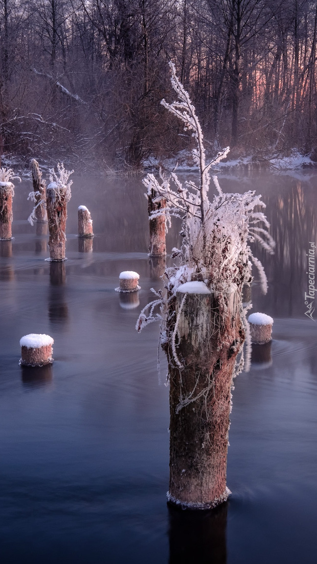 Drewniane paliki w jeziorze