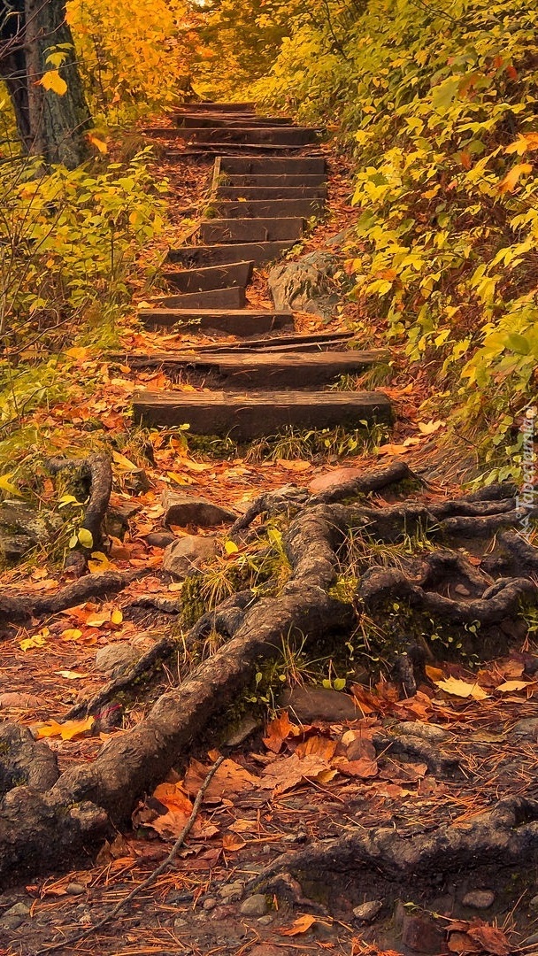 Drewniane schody w lesie