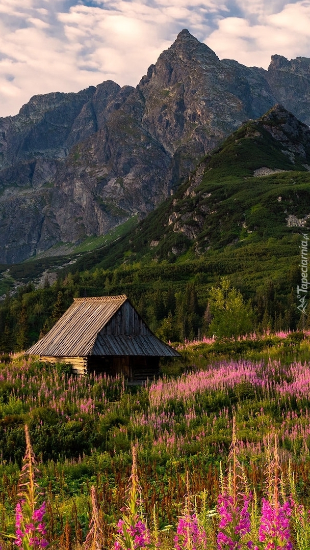 Drewniany dom na Hali Gąsienicowej