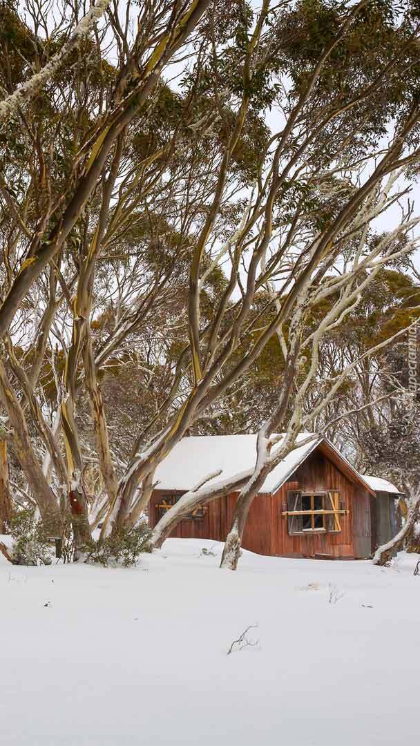 Drewniany dom w zimowym lesie