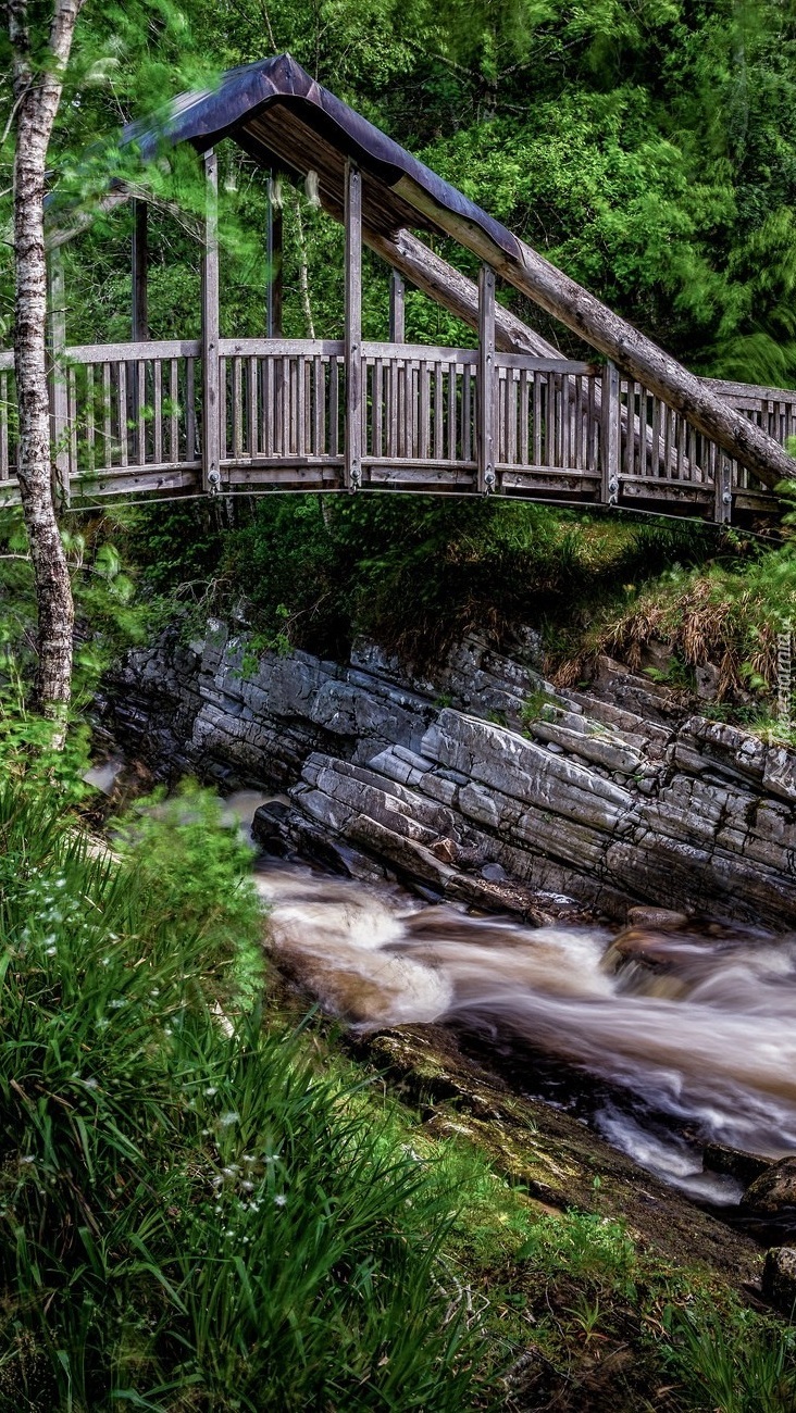 Drewniany most nad leśną rzeką