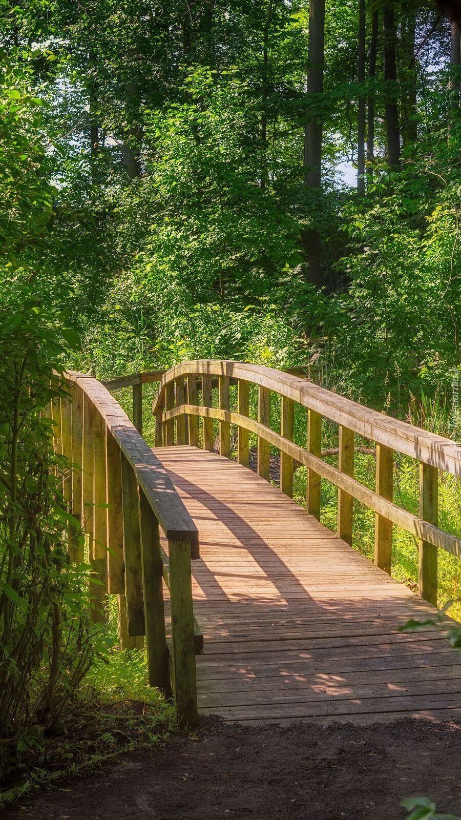 Drewniany most w lesie