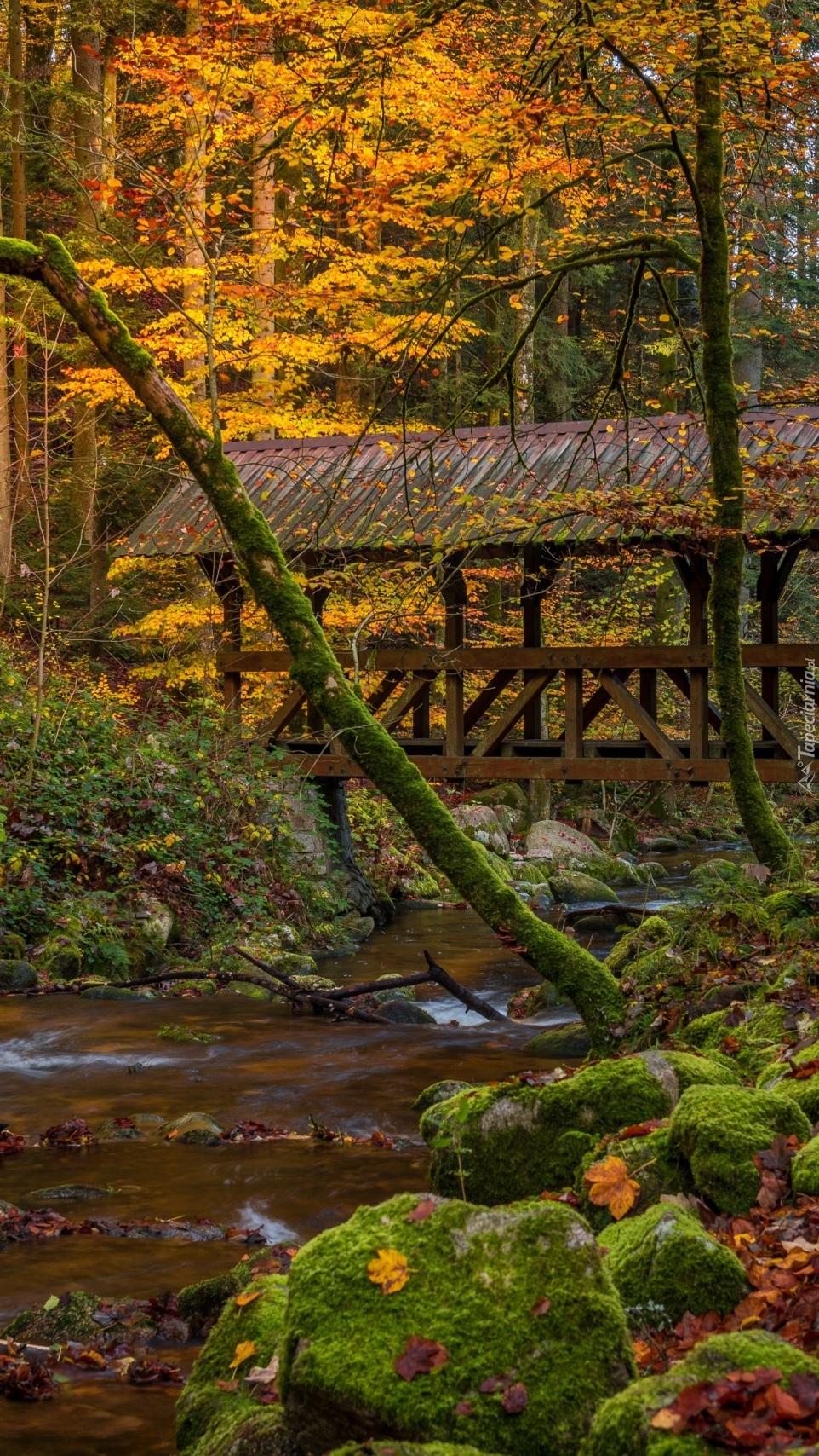 Drewniany mostek nad potokiem w lesie