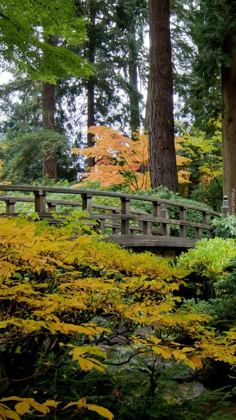 Drewniany mostek otoczony roślinnością