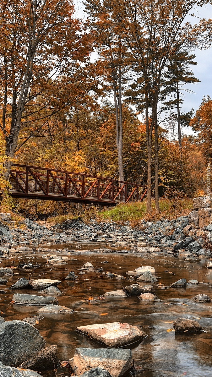 Drewniany mostek pośród drzew nad kamienistą rzeką