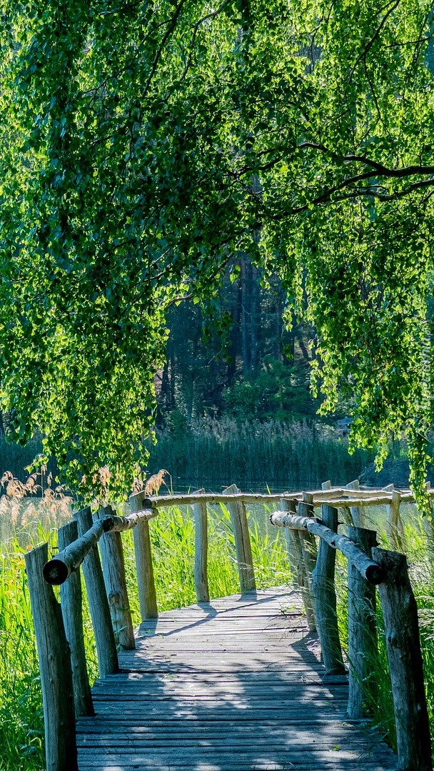 Drewniany mostek w lesie