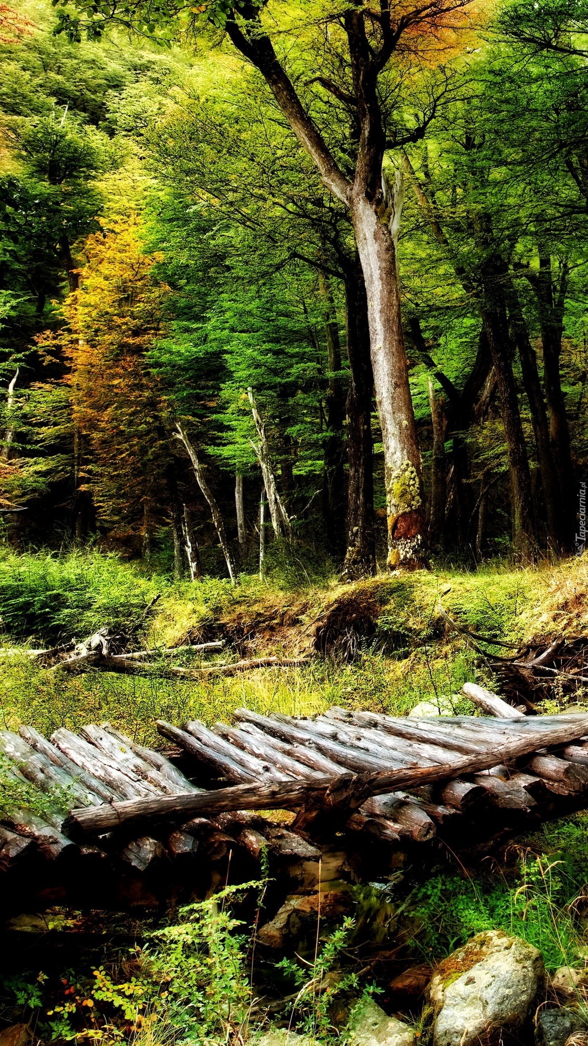 Drewniany mostek w lesie