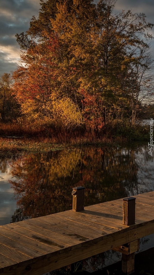 Drewniany pomost i jesienne drzewa nad jeziorem Lake Chesdin