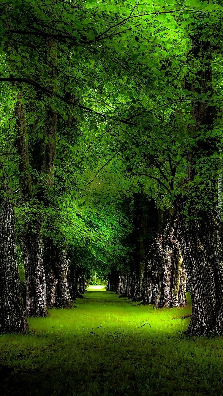Drga przez zielony las