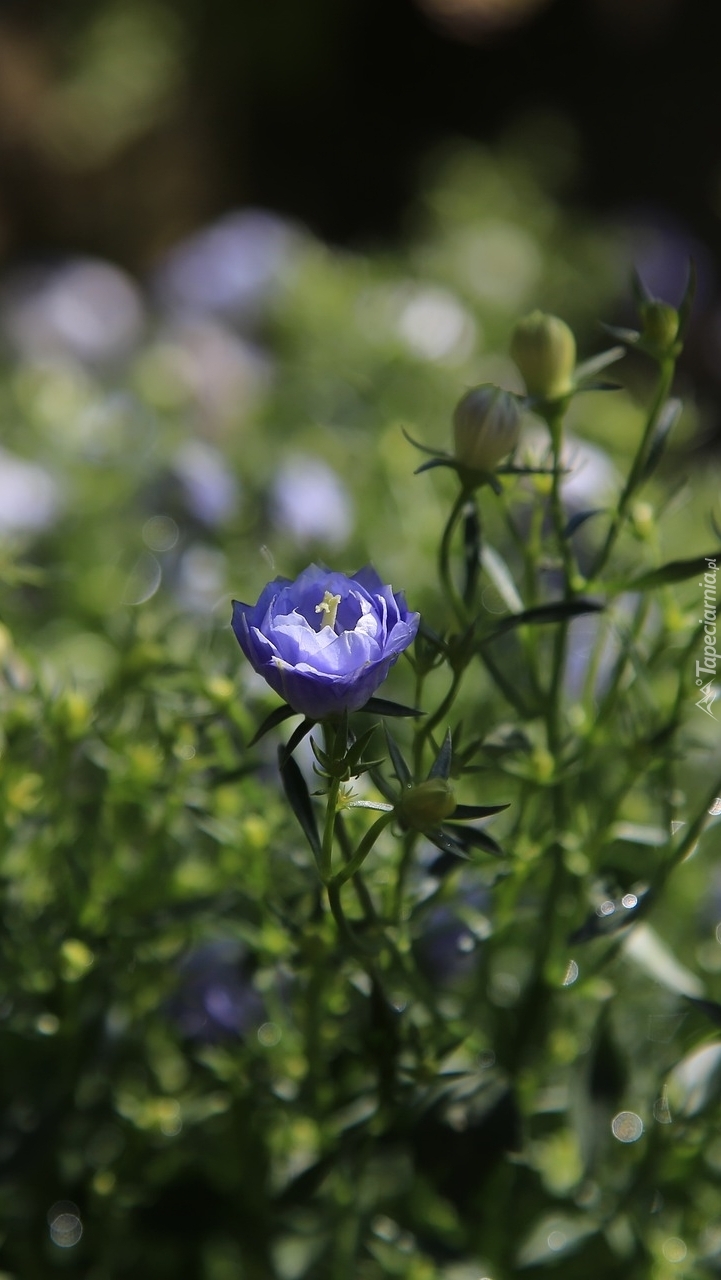 Drobny niebieski kwiatek