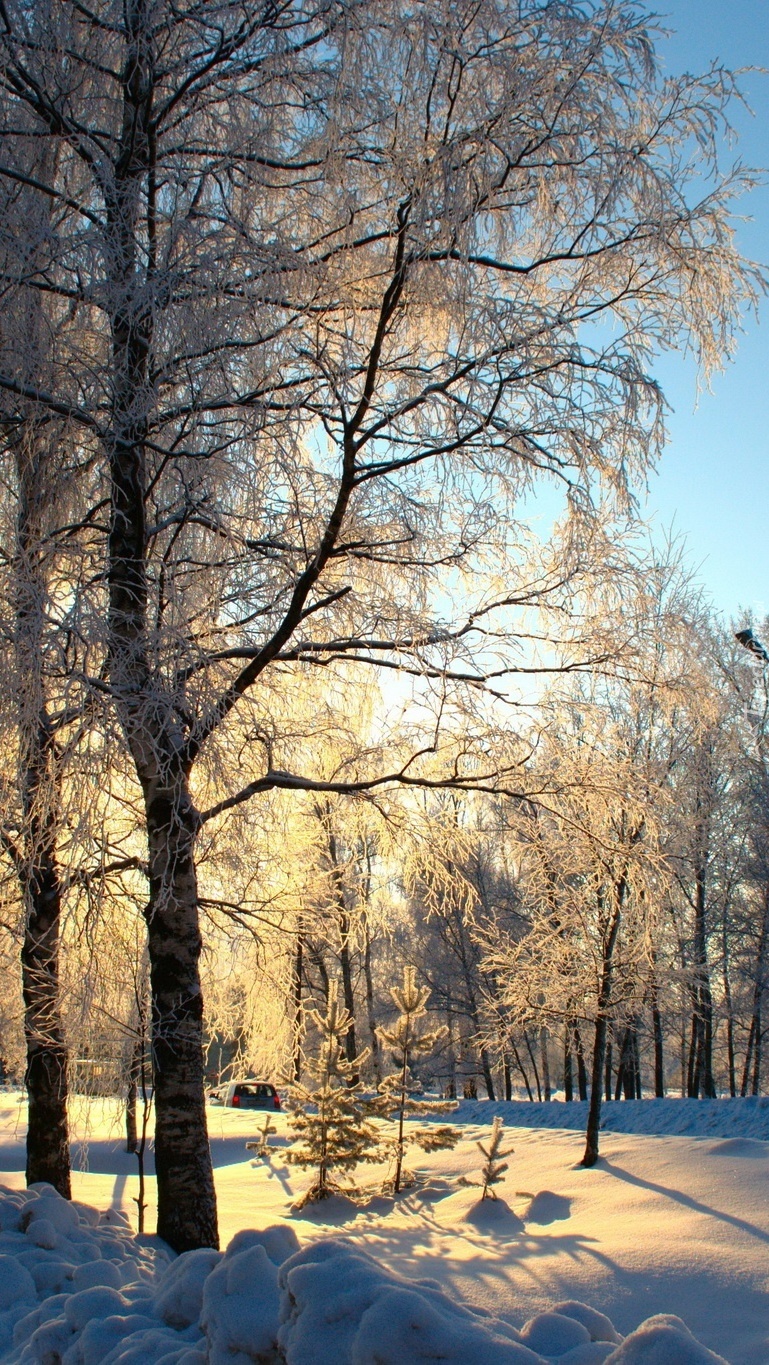 Droga i drzewa w uścisku zimy