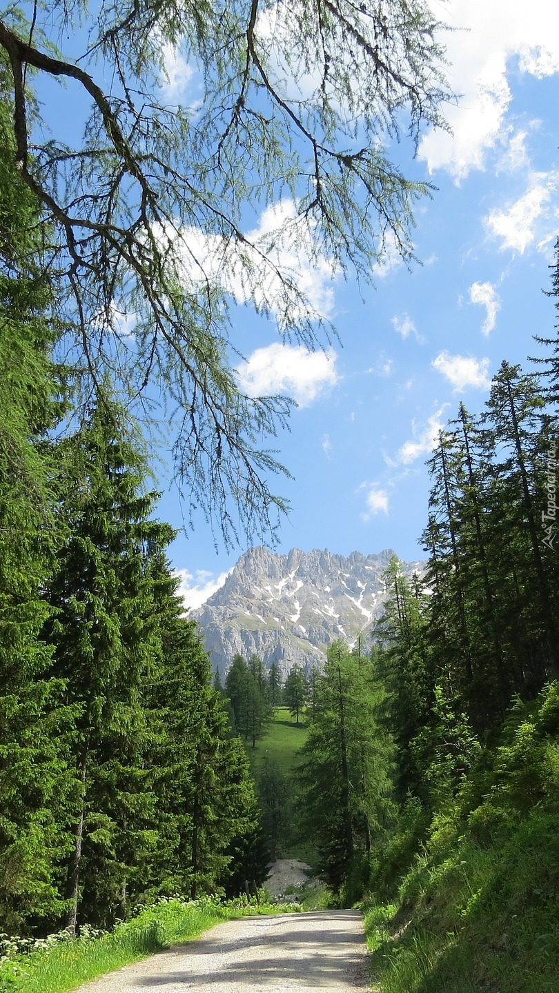 Droga między zielonymi drzewami w górach