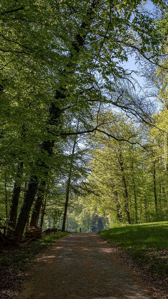 Droga pod zielonymi drzewami