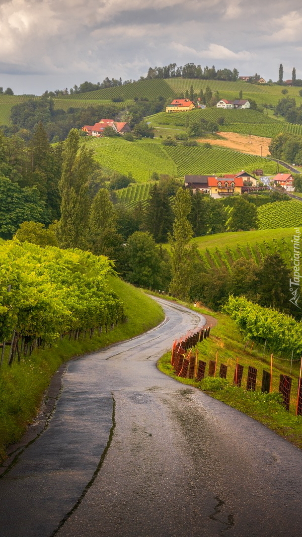 Droga pomiędzy winnicami w Sudsteiermark