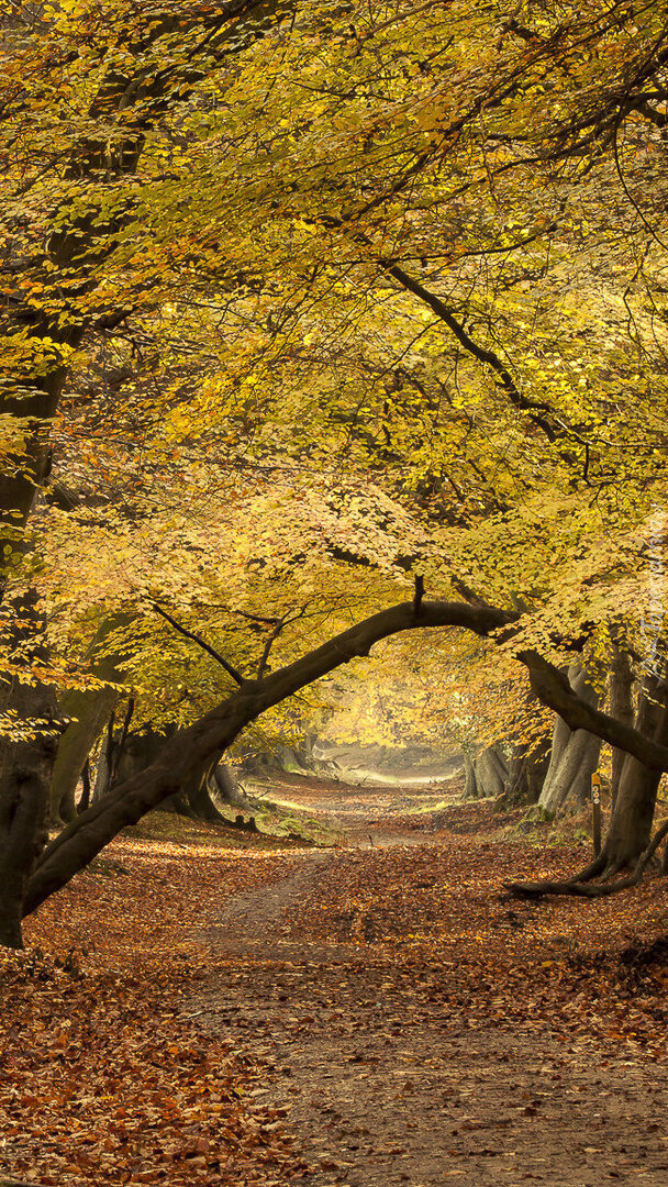 Droga pośród jesiennych drzew
