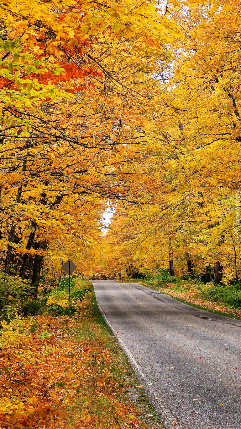 Droga pośród jesiennych drzew