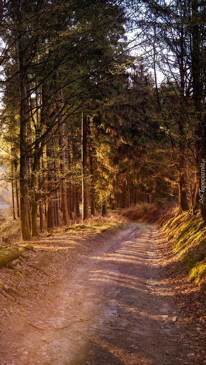 Droga prowadząca w głąb lasu