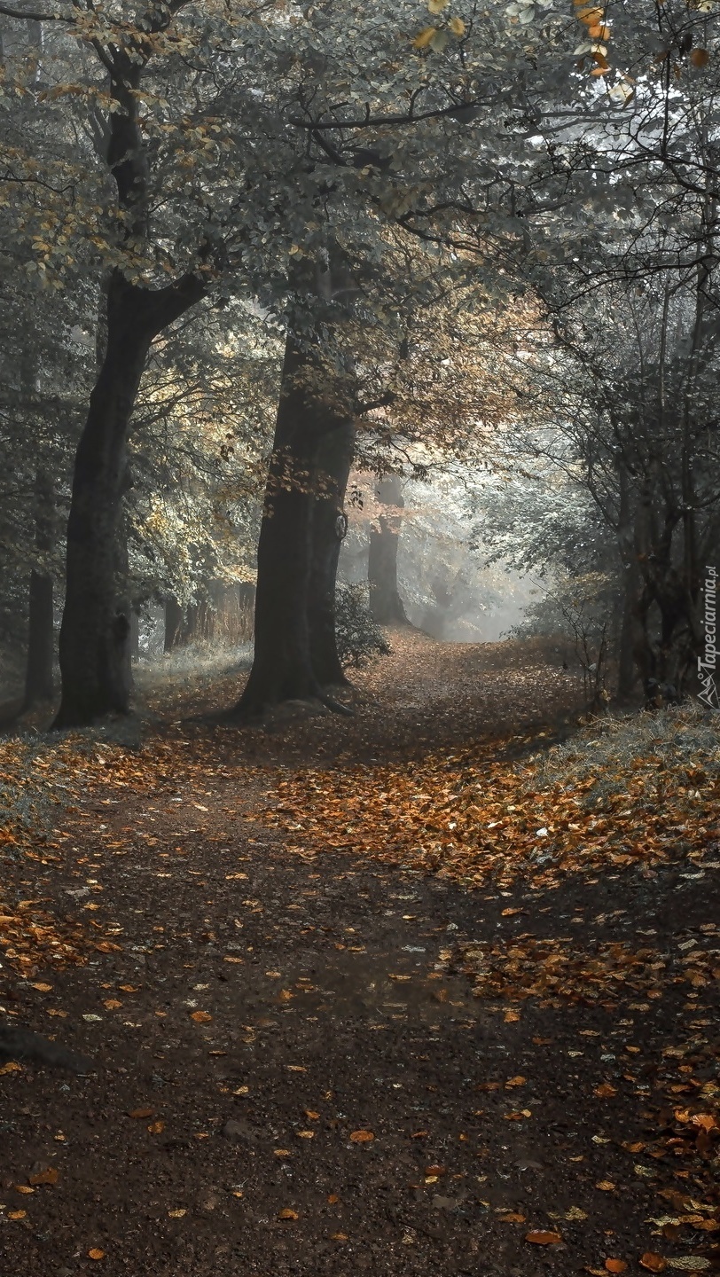 Droga przez jesienny las