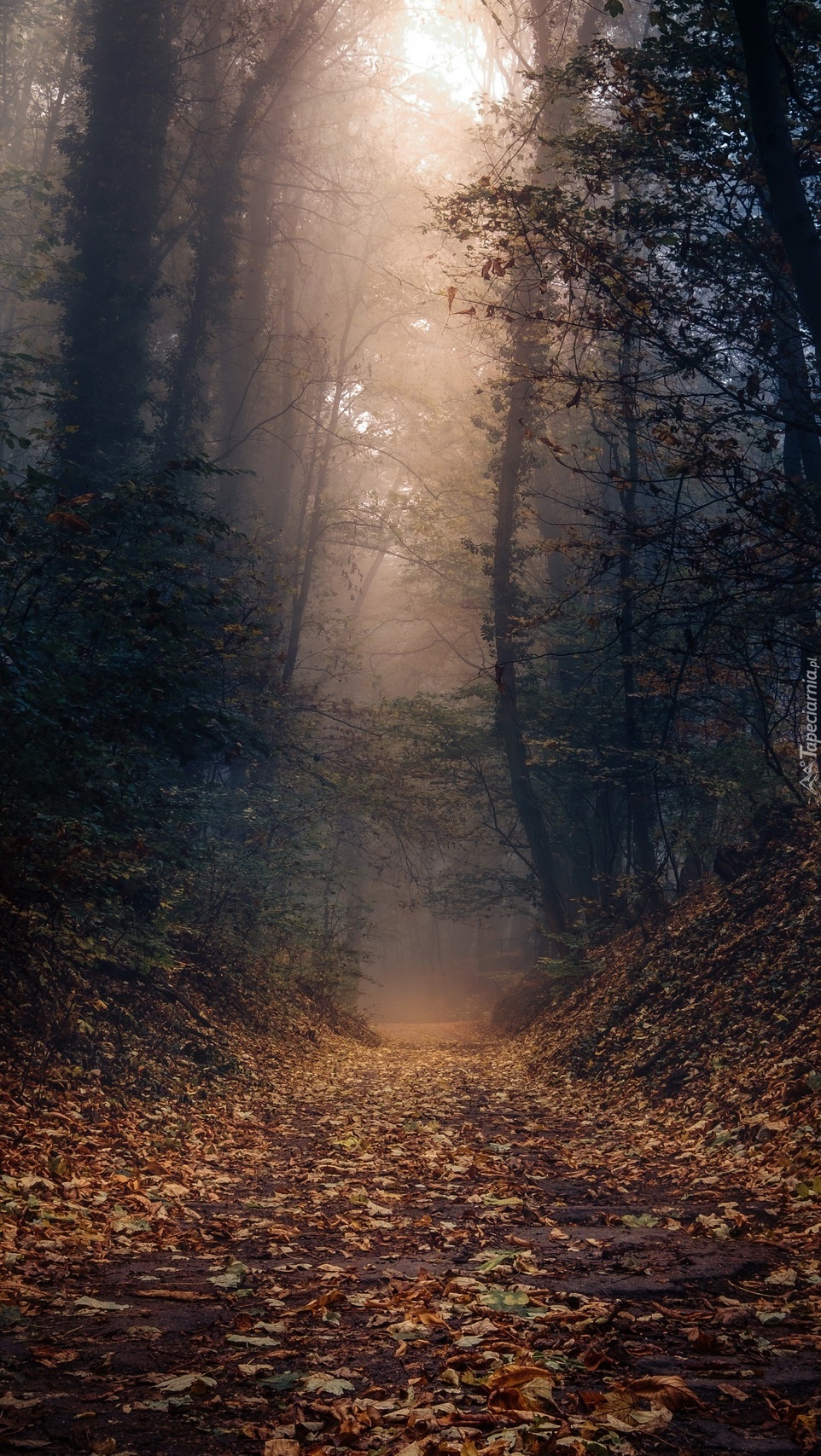 Droga przez jesienny las we mgle