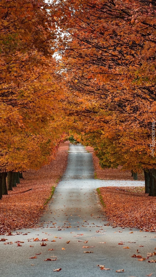 Droga przez jesienny park