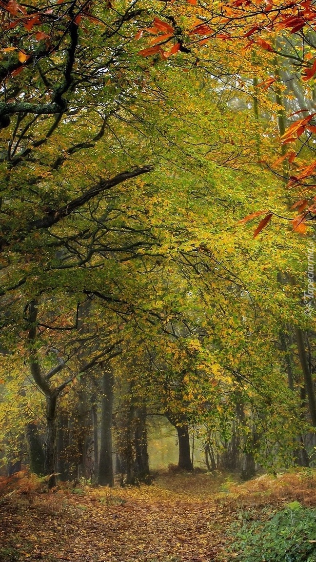 Droga przez las jesienią