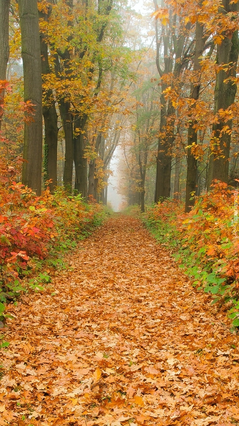 Droga przez las usłana liśćmi