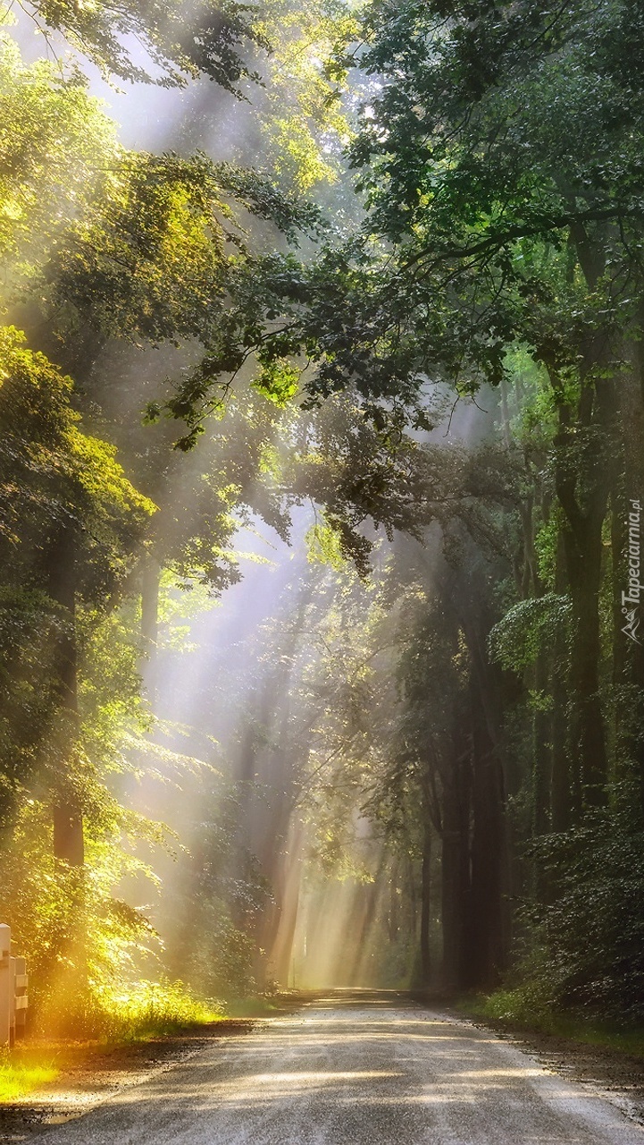 Droga przez las w promieniach słońca