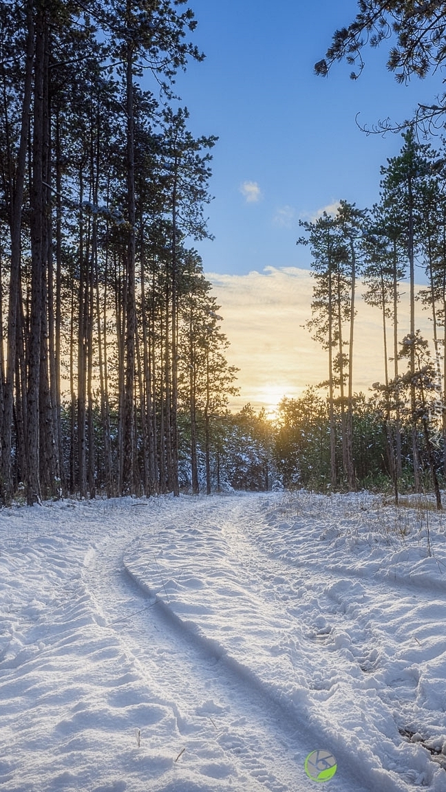 Droga przez las zimą