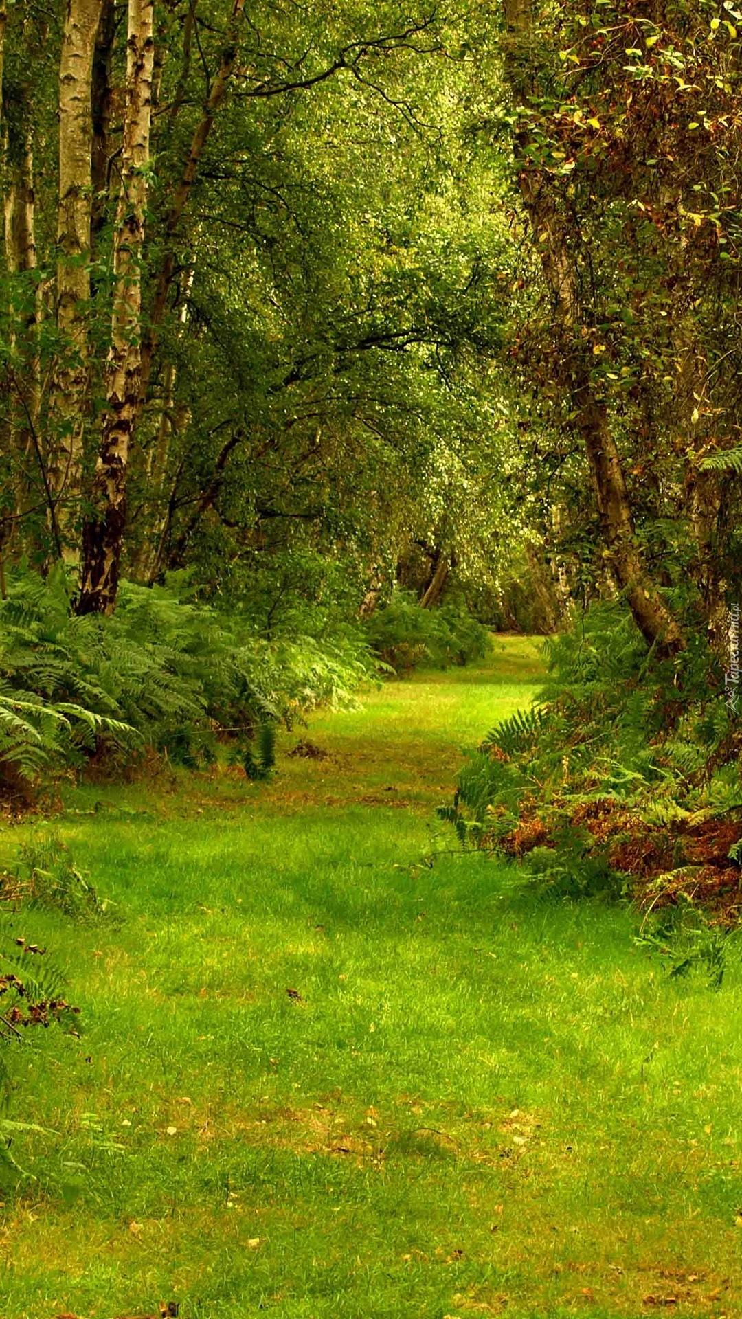 Droga przez leśną gęstwinę