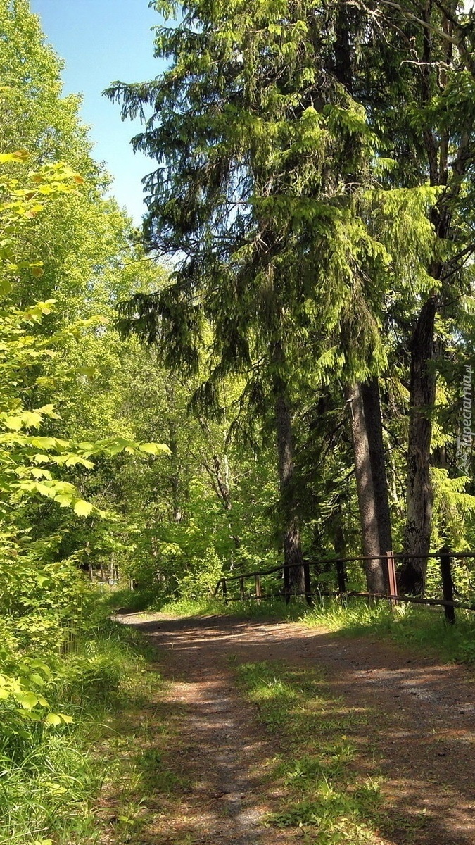 Droga przez wiosenny las