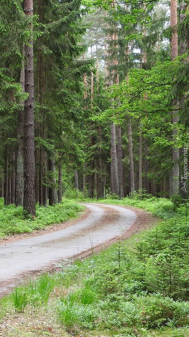 Droga przez zielony las
