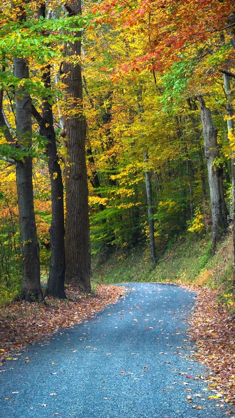 Droga w jesiennym lasie