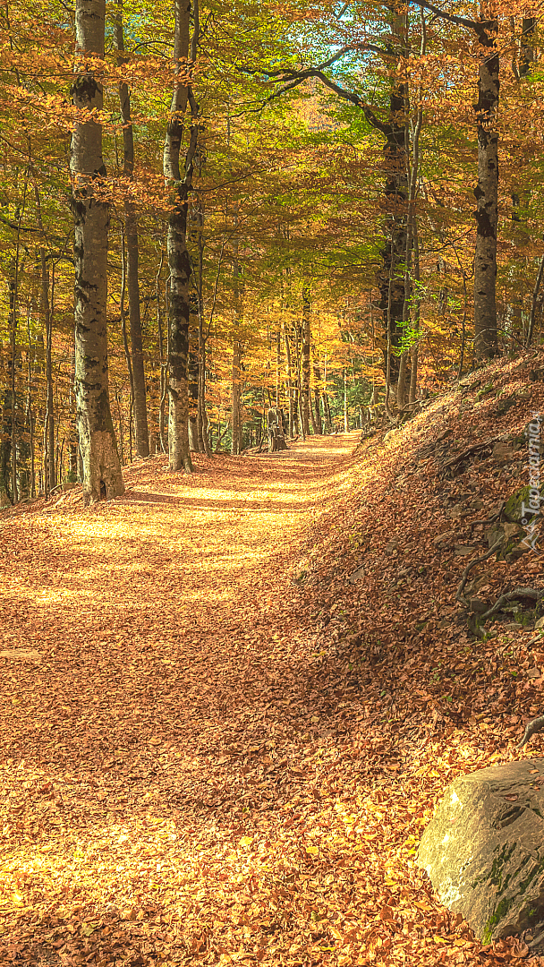 Droga w jesiennym lesie