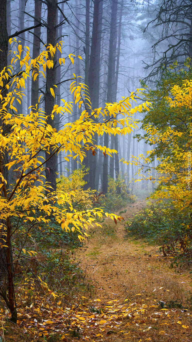 Droga w jesiennym lesie
