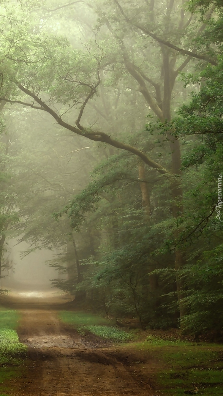 Droga w lesie osnuła się mgłą