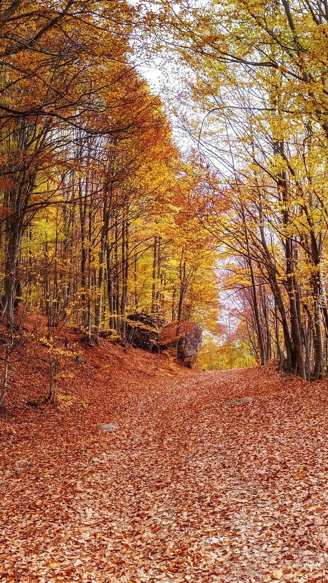 Droga w lesie pokryta opadłymi liśćmi