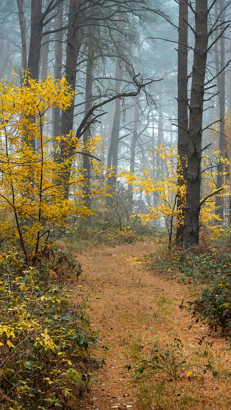 Droga w mglistym jesiennym lesie