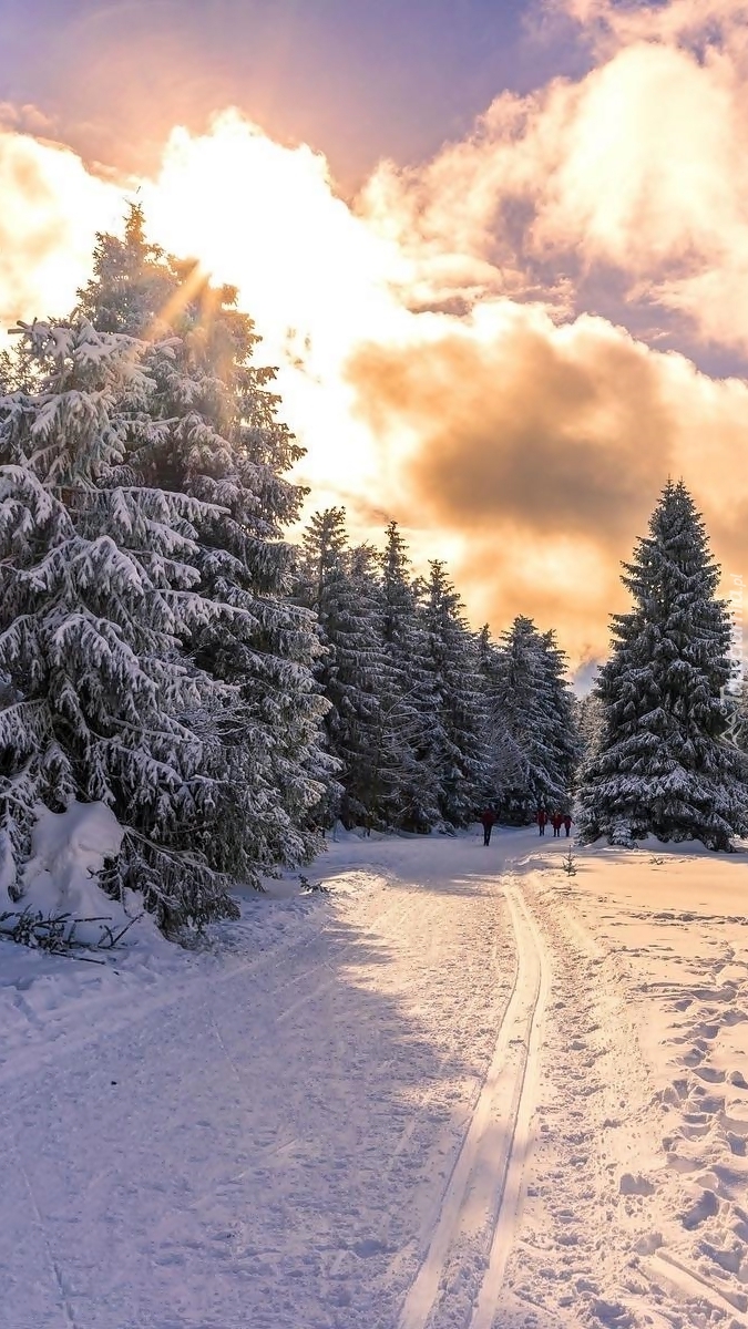 Droga w śniegu prowadząca przez las