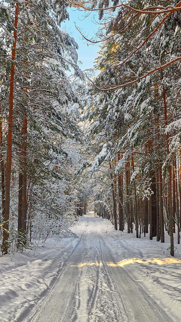 Droga w zimowym lesie