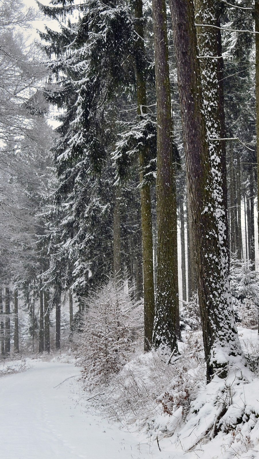 Droga w zimowym lesie