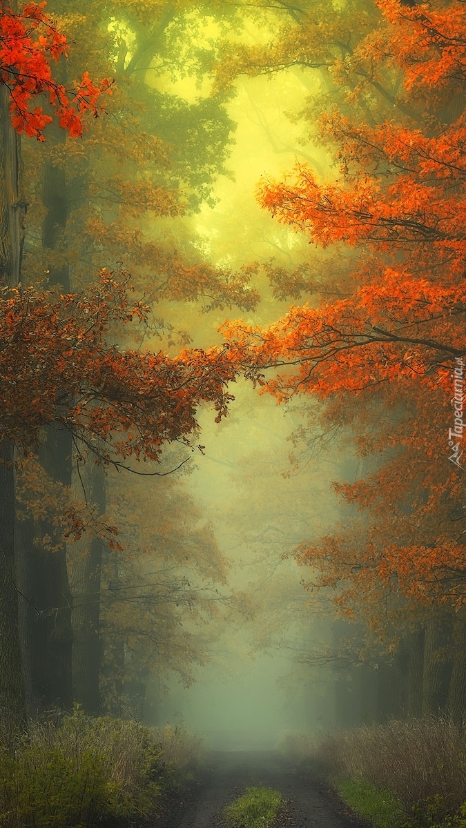 Droga we mgle w jesiennym lesie
